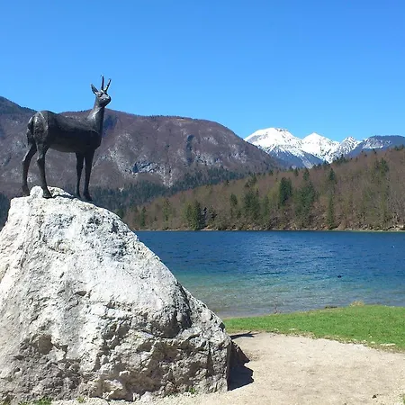 Bohinjko *